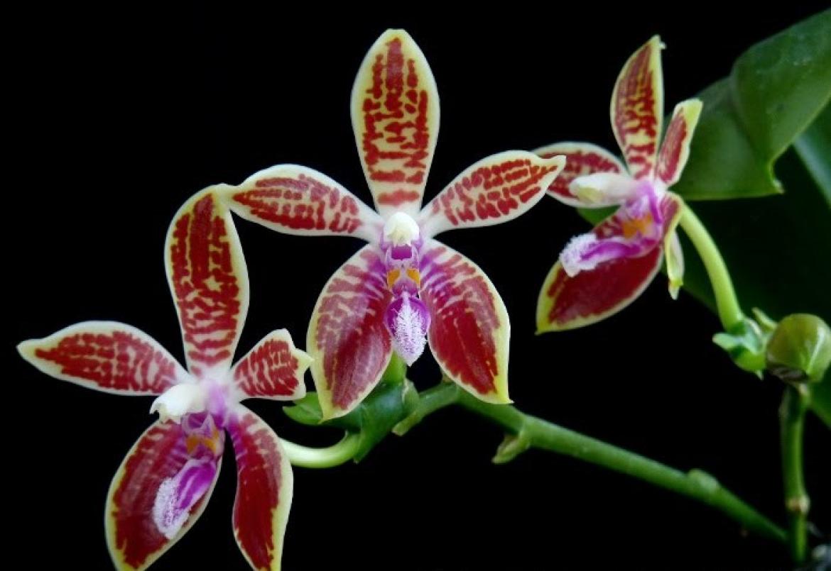 Phalaenopsis - Scheda monografica 